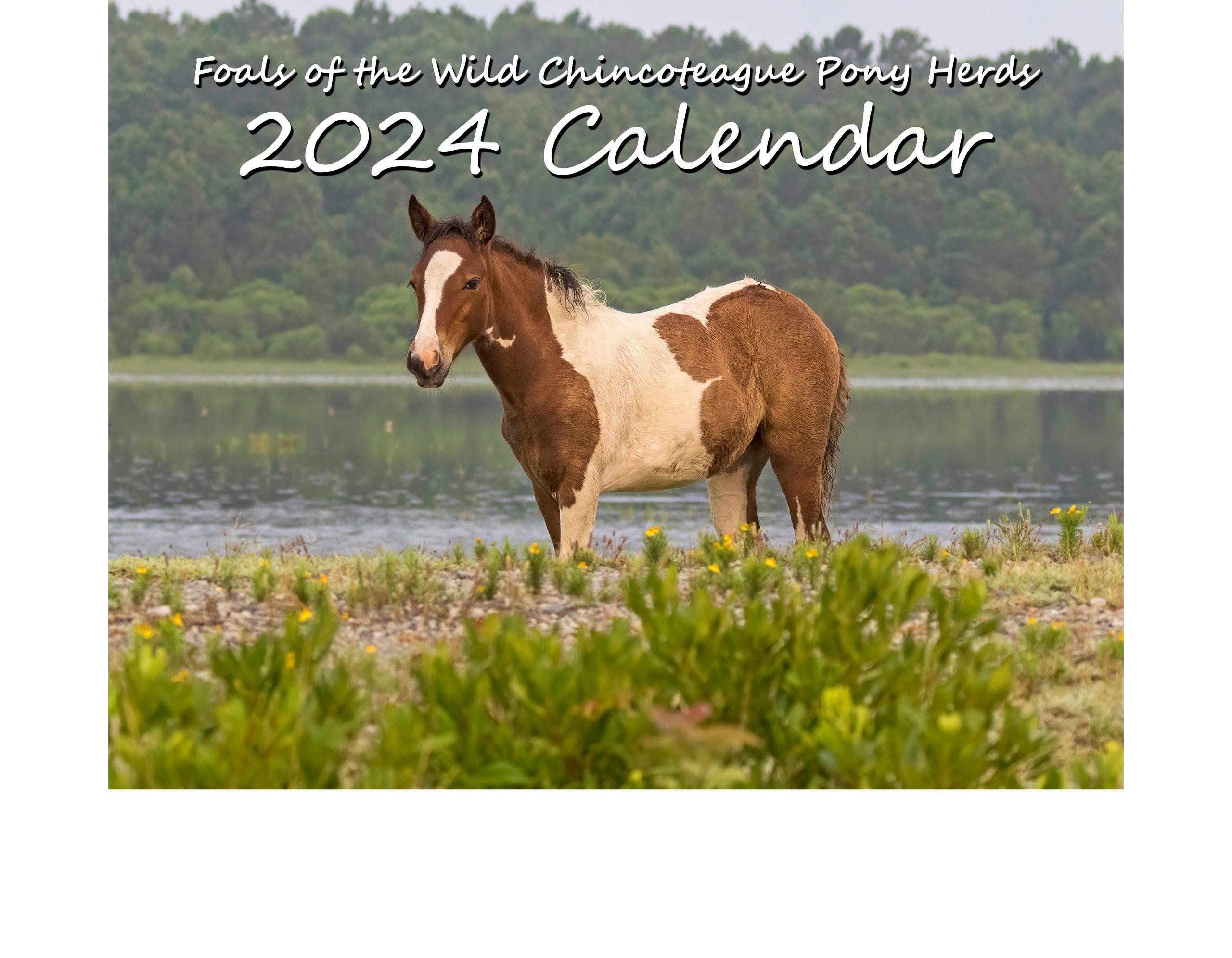 2024 Calendar Foals of the Wild Chincoteague Pony Herds DSC Photography